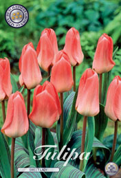 Tulp Sweet Lady met 5 zakjes a 10 bollen