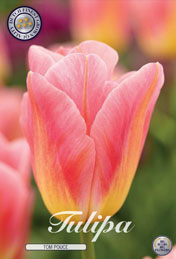 Tulp Tom Pouce met 5 zakjes a 10 bollen
