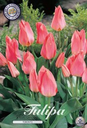 Tulp Toronto met 5 zakjes a 10 bollen