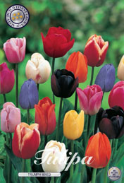 Tulp Triumph Mixed met 5 zakjes a 10 bollen