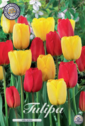 Tulp Van Gogh met 5 zakjes a 10 bollen