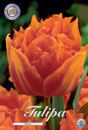Tulp Viking met 5 zakjes a 10 bollen