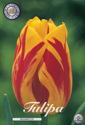 Tulp Washington met 5 zakjes a 10 bollen
