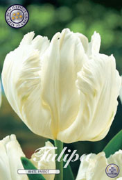 Tulp White Parrot met 5 zakjes a 7 bollen