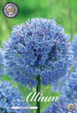 Allium Caeruleum met 5 zakjes a 15 bollen