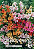 Alstroemeria Mixed met 5 zakjes verpakt a 3 bollen