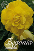 Begonia Double Yellow met 5 zakjes verpakt a 3 bollen