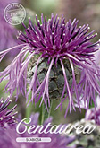 Centaurea scabiosa Scabiosa met 5 zakjes verpakt a 1 bollen