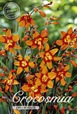 Crocosmia Emily Mckenzie Emily Mckenzie met 5 zakjes verpakt a 10 bollen