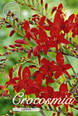 Crocosmia Lucifer Lucifer met 5 zakjes verpakt a 10 bollen