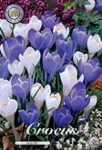 Crocus Blue Ice met 5 zakjes a 15 bollen