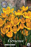 Crocus Dorothy met 5 zakjes a 20 bollen