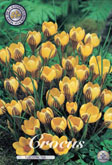 Crocus Fuscotinctus met 5 zakjes a 20 bollen