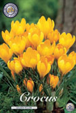 Crocus Golden Yellow met 5 zakjes a 15 bollen