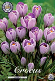 Crocus Pickwick met 5 zakjes a 15 bollen