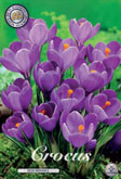 Crocus Remembrance met 5 zakjes a 15 bollen