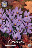 Crocus Sativus met 5 zakjes a 10 bollen