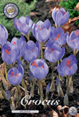 Crocus Speciosus met 5 zakjes a 15 bollen