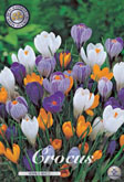 Crocus Vernus Mixed met 5 zakjes a 15 bollen