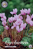 Cyclamen Hederifolium met 5 zakjes a 3 bollen