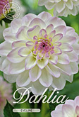 Dahlia Ball Eveline met 5 zakjes verpakt a 1 bollen