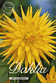 Dahlia Cactus Gold Crown met 5 zakjes verpakt a 1 bollen