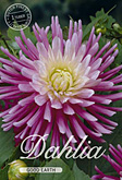 Dahlia Cactus Good Earth met 5 zakjes verpakt a 1 bollen