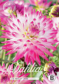 Dahlia Cactus Hayley Jane met 5 zakjes verpakt a 1 bollen