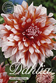 Dahlia Cactus Holland Festival met 5 zakjes verpakt a 1 bollen