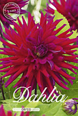 Dahlia Cactus Orfeo met 5 zakjes verpakt a 1 bollen