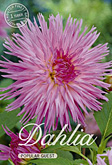 Dahlia Cactus Popular Guest met 5 zakjes verpakt a 1 bollen