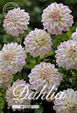 Dahlia Decorative Border Wittem met 5 zakjes verpakt a 1 bollen