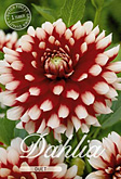 Dahlia Decorative Duet met 5 zakjes verpakt a 1 bollen