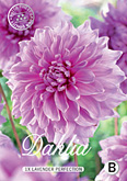 Dahlia Decorative Lavender Perfection met 5 zakjes verpakt a 1 bol