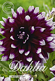 Dahlia Decorative Mystery Day met 5 zakjes verpakt a 1 bollen