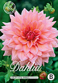 Dahlia Decorative Ottos Thrill met 5 zakjes verpakt a 1 bollen