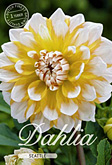 Dahlia Decorative Seattle met 5 zakjes verpakt a 1 bollen