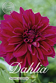 Dahlia Decorative Thomas A Edison met 5 zakjes verpakt a 1 bollen