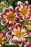 Dahlia Mignon Fashion Monger met 5 zakjes verpakt a 1 bollen