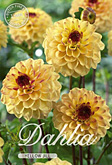 Dahlia Pompon Yellow Jill met 5 zakjes verpakt a 1 bollen