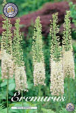 Eremurus White Romance met 5 zakjes a 1 bollen