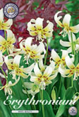 Erythronium White Beauty met 5 zakjes a 3 bollen