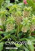 Eucomis Bicolor Bicolor met 5 zakjes verpakt a 1 bollen