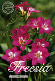 Freesia Single Pink met 5 zakjes verpakt a 15 bollen