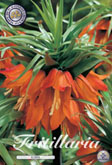 Fritillaria Rubra met 5 zakjes a 1 bollen