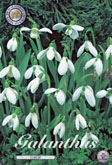 Galanthus Elwesii met 5 zakjes a 10 bollen