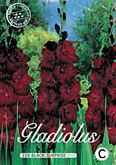 Gladiolus Large Flowering Black Surprise met 5 zakjes verpakt a 10 bollen