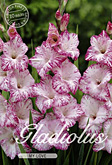 Gladiolus Large Flowering My Love met 5 zakjes verpakt a 10 bollen