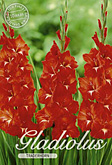 Gladiolus Large Flowering Traderhorn met 5 zakjes verpakt a 10 bollen