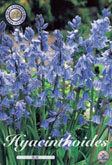 Hyacinthoides Blue met 5 zakjes a 10 bollen